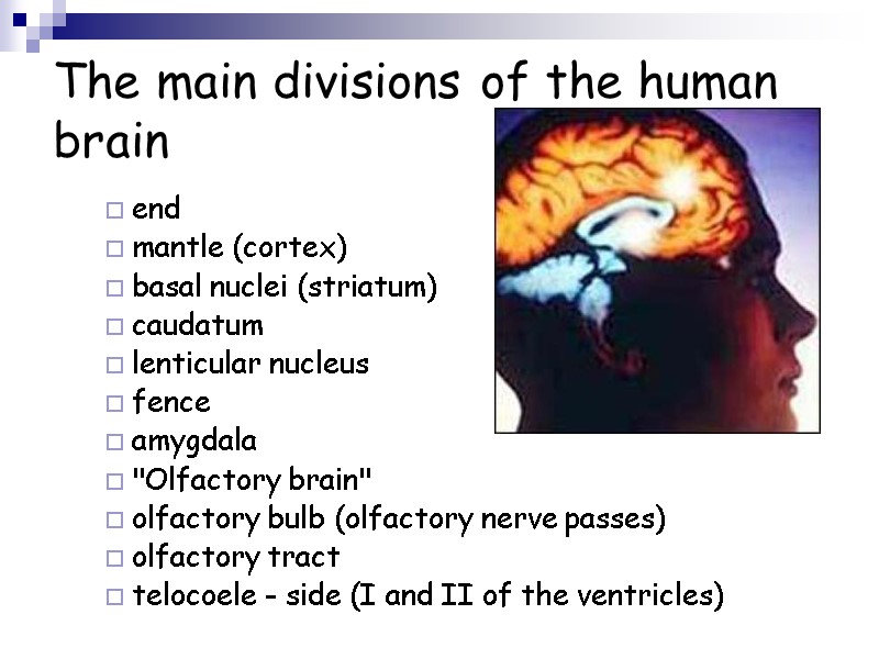 The main divisions of the human brain end mantle (cortex) basal nuclei (striatum) caudatum